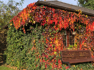 Beautiful autumn foliage on a wooden shack