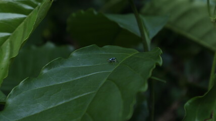 On the surface of a coffee leaf, a spider called Banded phintella is walking away