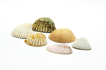 Sea sell image with selective focus