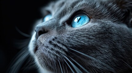 Blue Eyed Cat, Desktop Wallpaper Backgrounds, Background HD For Designer - obrazy, fototapety, plakaty