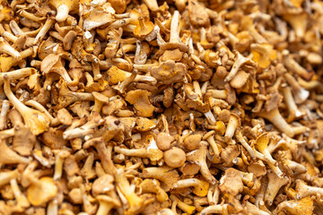 Close up of fresh yellow chanterelle mushrooms in the market