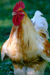 Portrait de coq