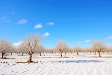 Obraz premium snowy olive grove with clear blue sky