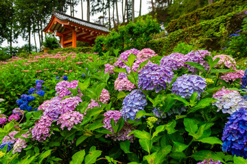 Fototapeta na wymiar 京都府宇治市の三室戸寺で見た、カラフルな紫陽花