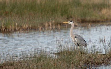 Grey Heron in the marsh