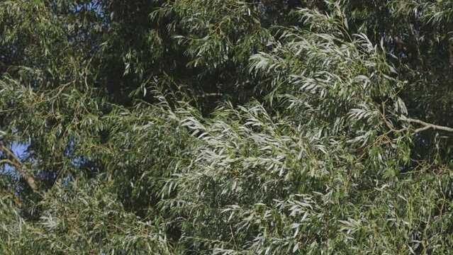A green willow tree bending to the strong Summer breeze on a sunny day