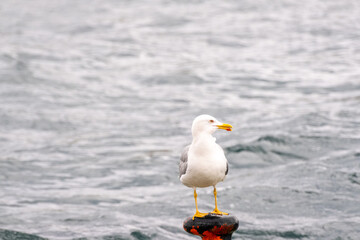 seagull on the shore