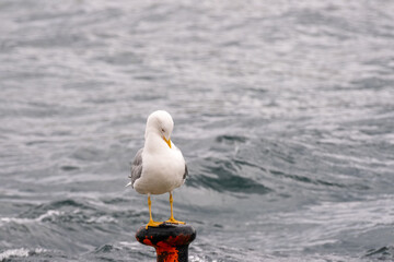 seagull on a rock