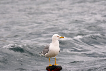 seagull on a rock