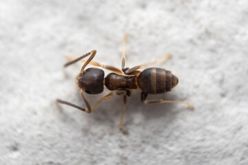 Macro photography of brown ant on the floor. Top view of brown ant.