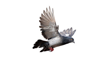 Movement scene of rock pigeon flying in the air isolated on white background. A rock pigeon spreads...
