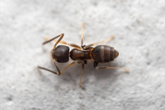 Macro photography of brown ant on the floor. Top view of brown ant.