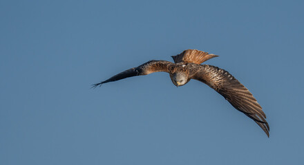 red kite in flight