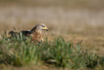 red kite hidden in the grass
