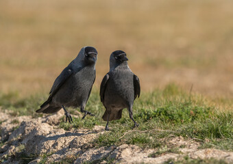 a couple of cute western jackdaws	