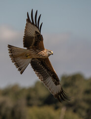 red kite in flight