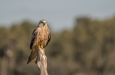 red kite on the branch