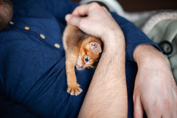 Lifestyle photo of little abyssinian ruddy kitten playing on mans chest. Man petting his cute one...