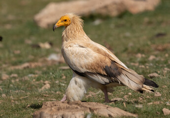 egyptian vulture on the ground in the mountains of pyrenees