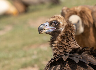 portrait of a cinereous vulture