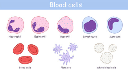 Vector diagram of blood composition. Educational illustration - obrazy, fototapety, plakaty