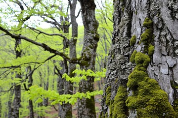 Obraz premium beautiful nature creation professional photography