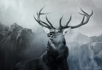 head stag with large antlers black and white