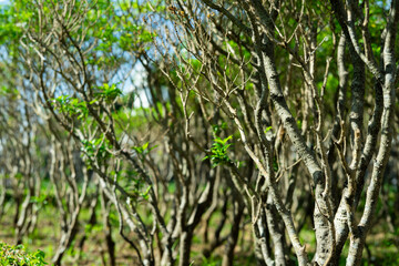 Fototapeta premium trees in the forest background