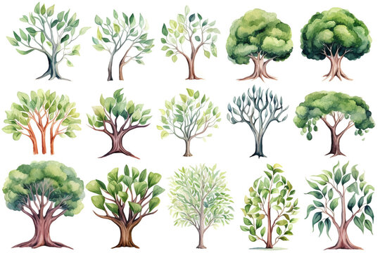 Watercolor painting Banyan tree symbols on a white background. 