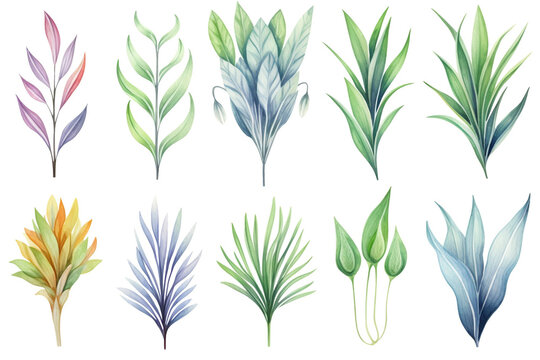 Watercolor painting Dracaena symbols on a white background. 
