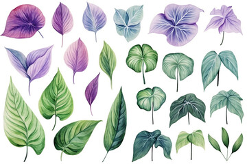 Watercolor painting Syngonium symbols on a white background. 