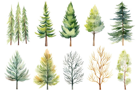 Watercolor painting Cedar tree symbols on a white background. 