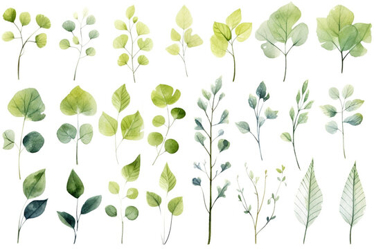 Watercolor painting Cissus symbols on a white background.