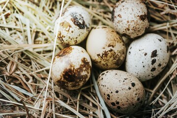 Naklejka na ściany i meble quail eggs laying straw close
