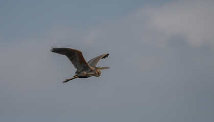 purple heron in flight