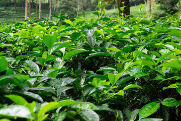 Beautiful morning view of Tea Plantation, fresh and green landscape
