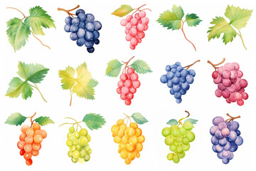 Watercolor painting Grapes symbols on a white background. 