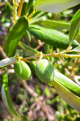 Paysages de Provence, Occitanie, Méditerranée, oliviers, Méditerranée, amandes, vignes