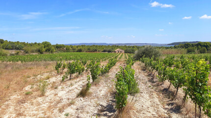 Fototapeta na wymiar Paysages de Provence, Occitanie, Méditerranée, oliviers, Méditerranée, amandes, vignes