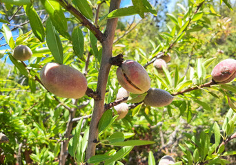 Paysages de Provence, Occitanie, Méditerranée, oliviers, Méditerranée, amandes, vignes