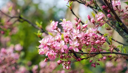 Blossoming unripe flower tree branches in natural background