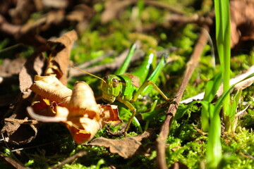 草の中にいるバッタ