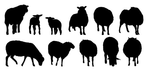 Set of silhouettes fluffy sheep and lambs. Domestic farm animals. Realistic vector animals