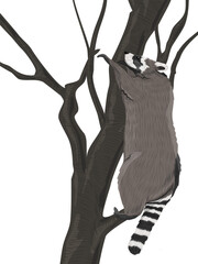 Common raccoon climbed a tree. Realistic vector animal