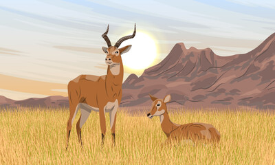 Pair of African antelope cob in the savannah with tall dry grass and shrubs. Foot of the mountains Wild animals of Africa. Realistic vector landscape