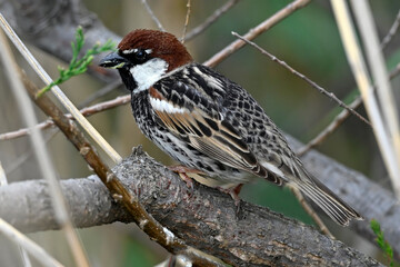 Spanish Sparrow // Weidensperling (Passer hispaniolensis) 