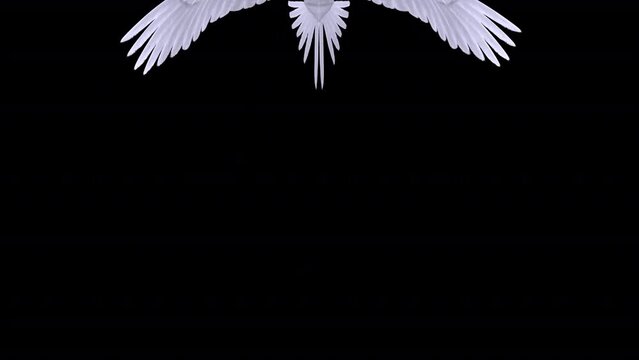 White Phoenix Bird - Flying Transition - 4 - Realistic artistic 3D animation isolated on transparent background with alpha channel