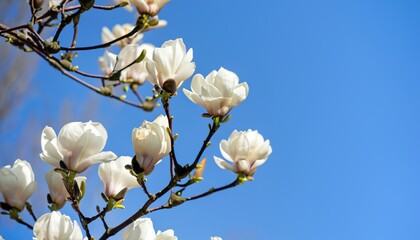 The first flowers of magnolia in early spring with copy space