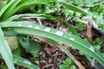 Drops leaf wire grass vision nature detail natural