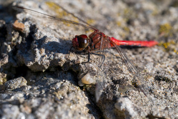 Detail of red dragonfly standing on a rock.